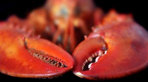 Maine Lobster